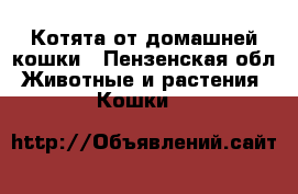 Котята от домашней кошки - Пензенская обл. Животные и растения » Кошки   